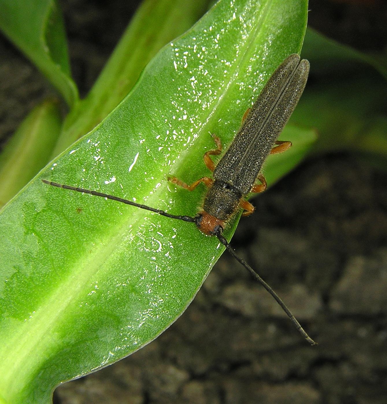 Oberea euphorbiae (Germar, 1813)