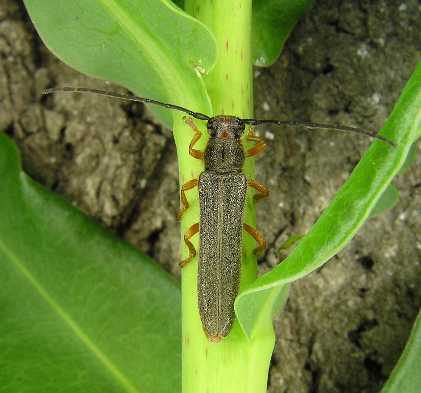 Oberea euphorbiae (Germar, 1813)