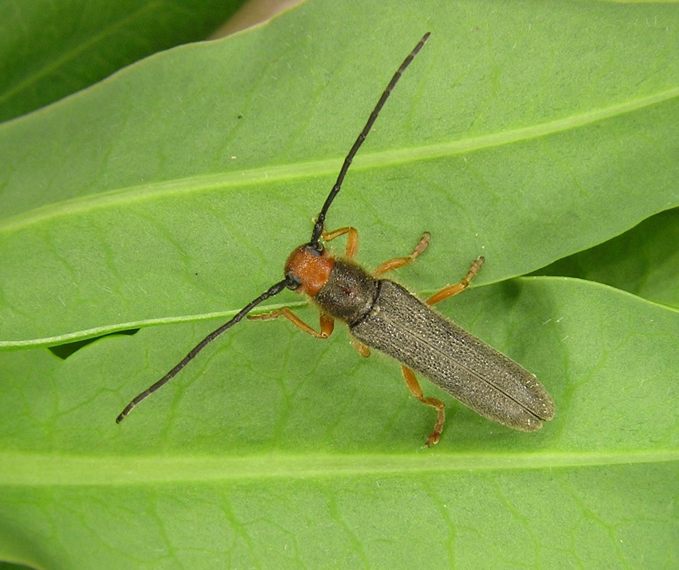 Oberea euphorbiae (Germar, 1813)