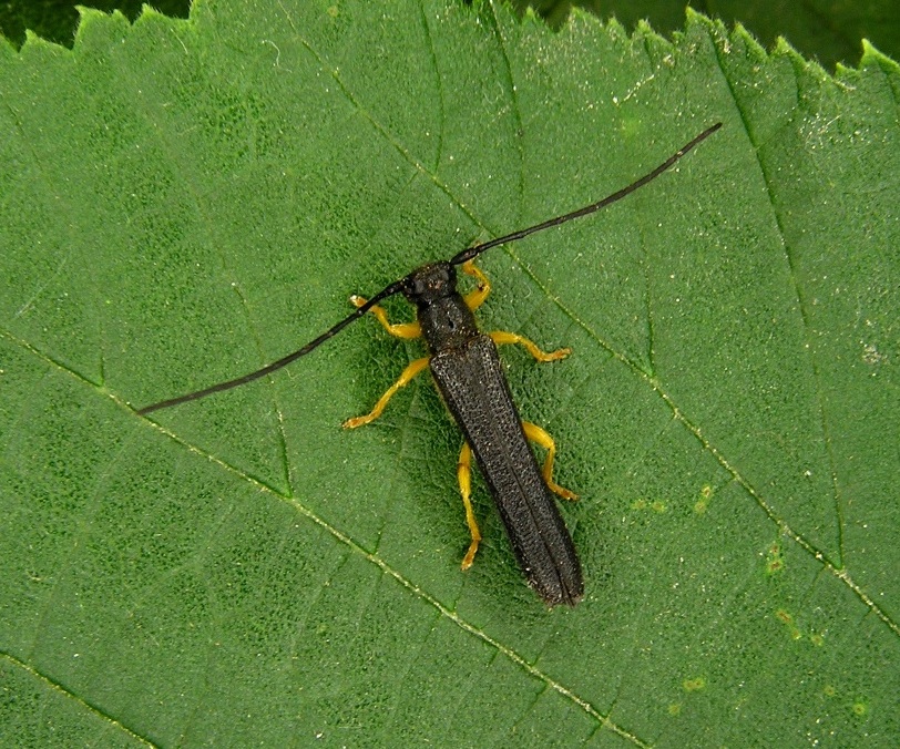 Oberea linearis (Linnaeus, 1761)