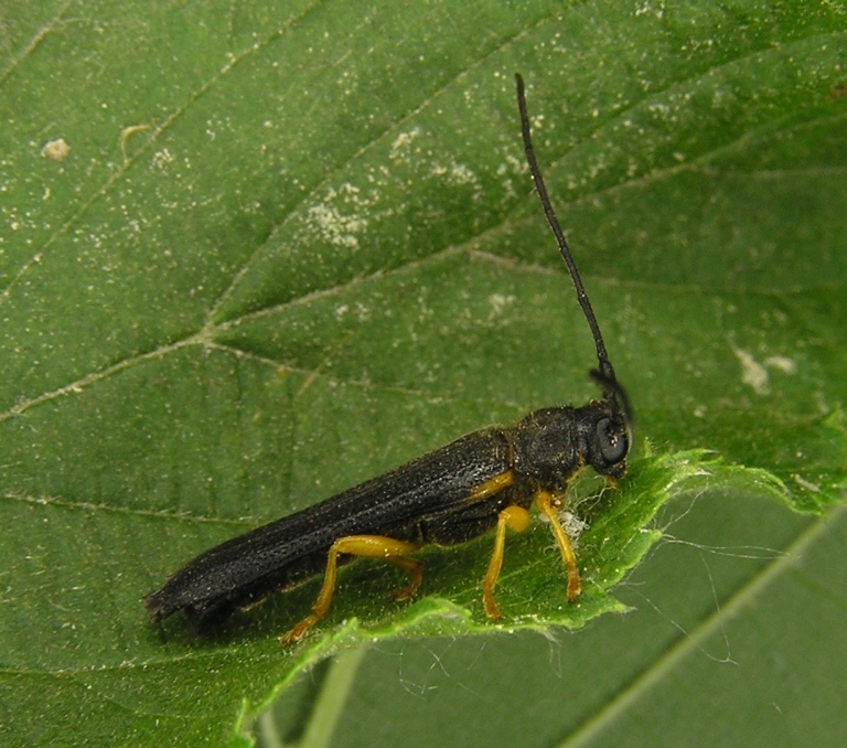 Oberea linearis (Linnaeus, 1761)