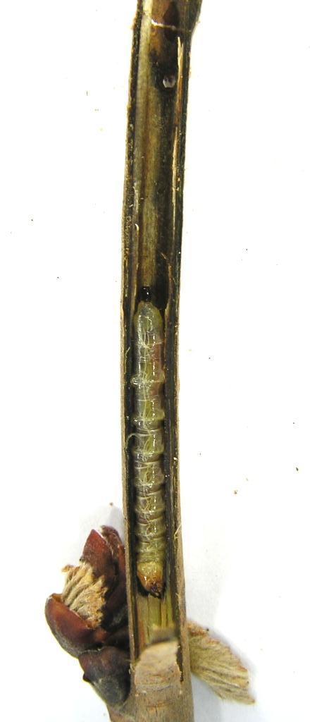 Oberea linearis (Linnaeus, 1761)