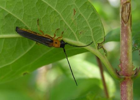 Oberea pupillata (Gyllenhal, 1817)