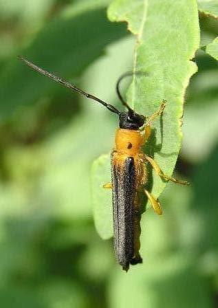 Oberea pupillata