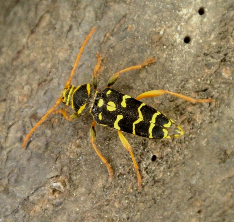 Plagionotus arcuatus (Linnaeus, 1758)