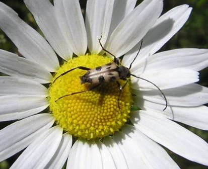 Pachytodes cerambyciformis (Schrank, 1781)