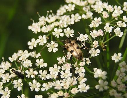 Pachytodes cerambyciformis (Schrank, 1781)