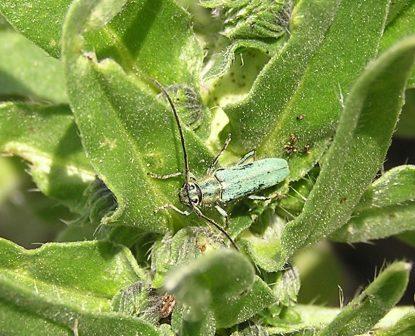 Opsilia coerulescens (Scopoli, 1763)