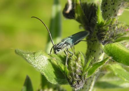 Opsilia coerulescens (Scopoli, 1763)