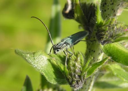 Opsilia coerulescens (Scopoli, 1763)