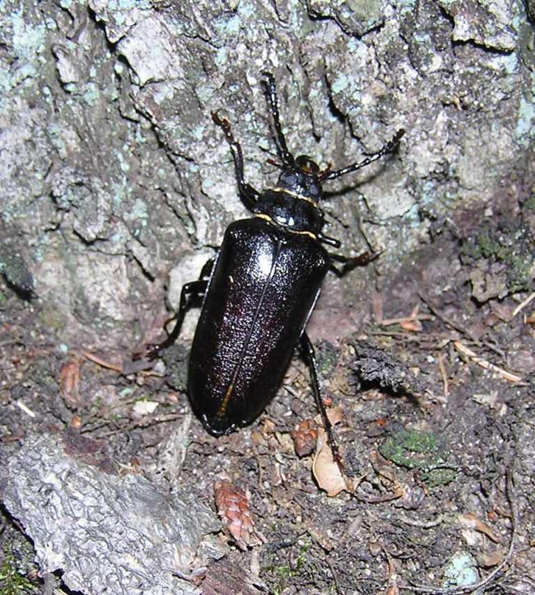 Prionus coriarius (Linnaeus, 1758)