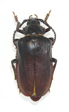 Prionus coriarius (Linnaeus, 1758)