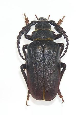 Prionus coriarius (Linnaeus, 1758)