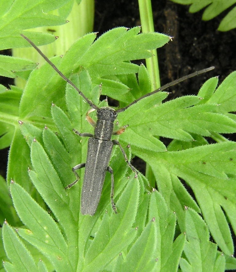 Phytoecia cylindrica (Linnaeus, 1758)