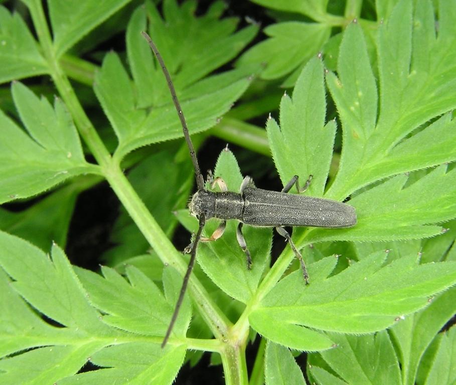 Phytoecia cylindrica (Linnaeus, 1758)