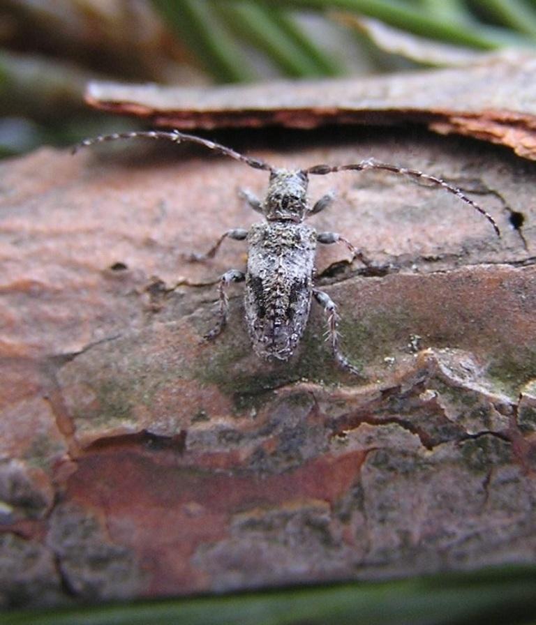 Pogonocherus decoratus Fairmaire, 1855