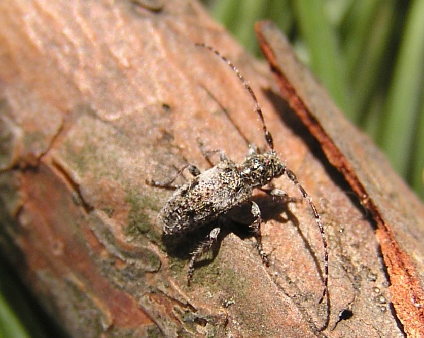 Pogonocherus decoratus Fairmaire, 1855