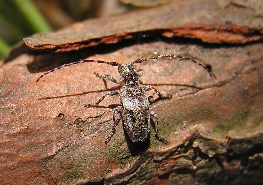 Pogonocherus decoratus Fairmaire, 1855