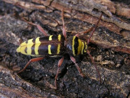 Plagionotus detritus (Linnaeus, 1758)