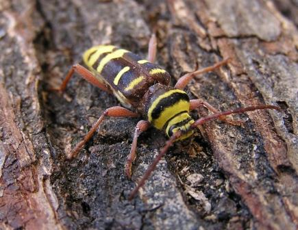 Plagionotus detritus (Linnaeus, 1758)