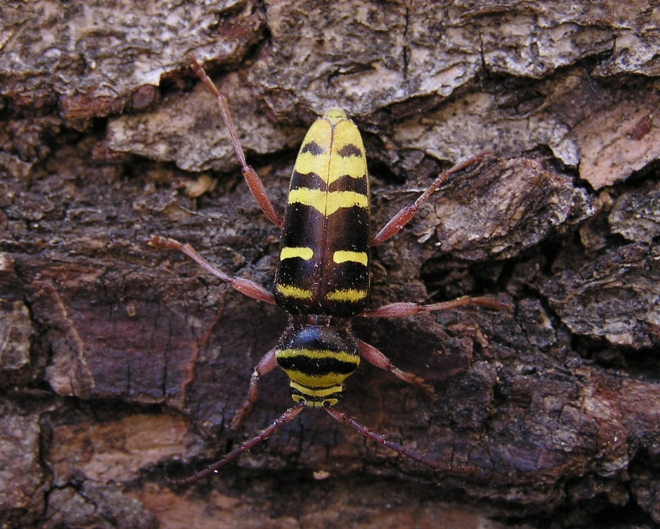 Plagionotus detritus (Linnaeus, 1758)