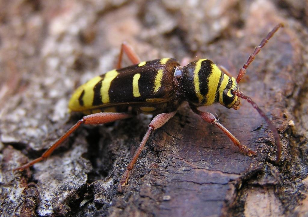 Plagionotus detritus (Linnaeus, 1758)