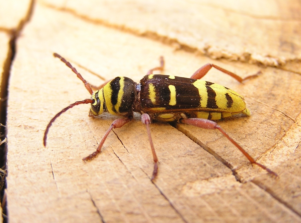 Plagionotus detritus (Linnaeus, 1758)