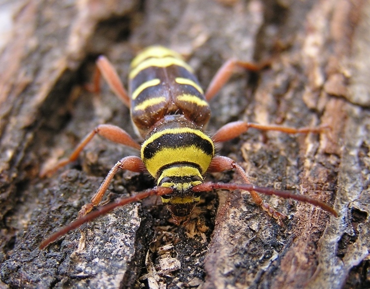 Plagionotus detritus (Linnaeus, 1758)