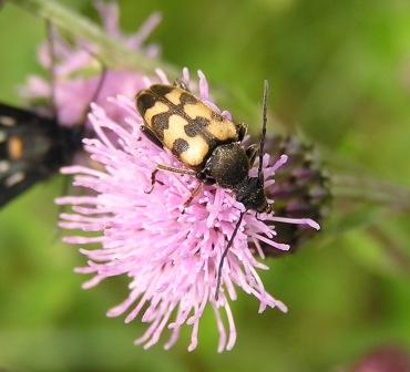 Pachytodes erraticus (Dalman,1817)