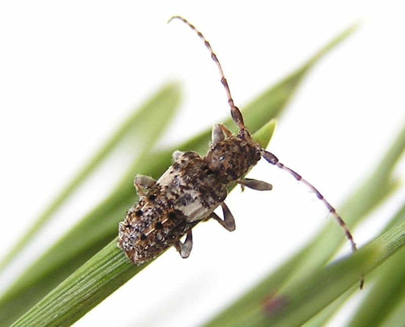 Pogonocherus fasciculatus (Degeer, 1775)