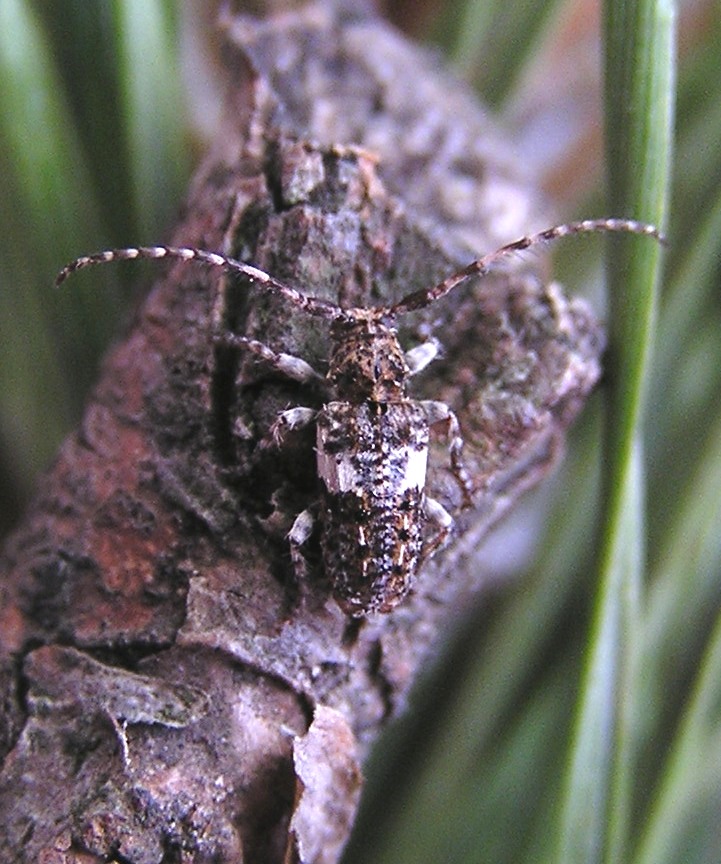 Pogonocherus fasciculatus (Degeer, 1775)