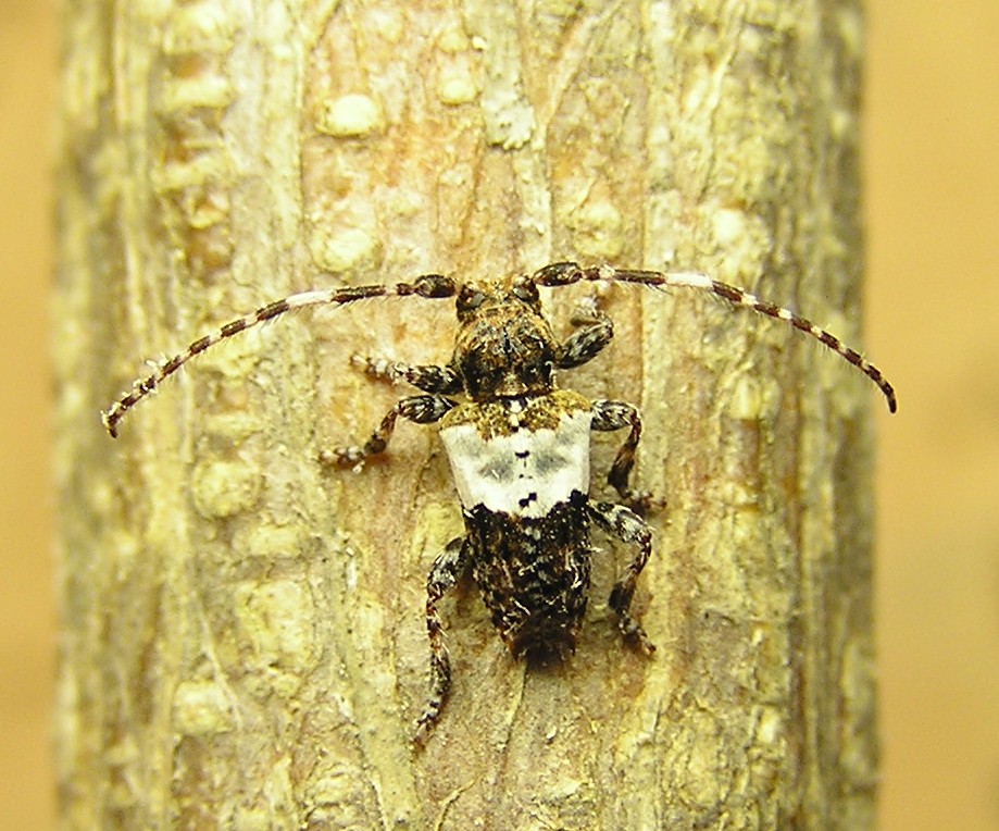 Pogonocherus hispidulus (Piller et Mitterpacher, 1783)