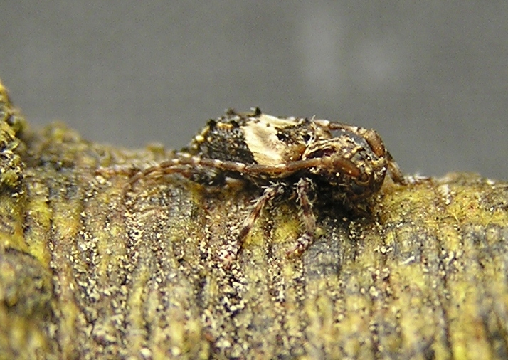 Pogonocherus hispidus (Linnaeus, 1758)