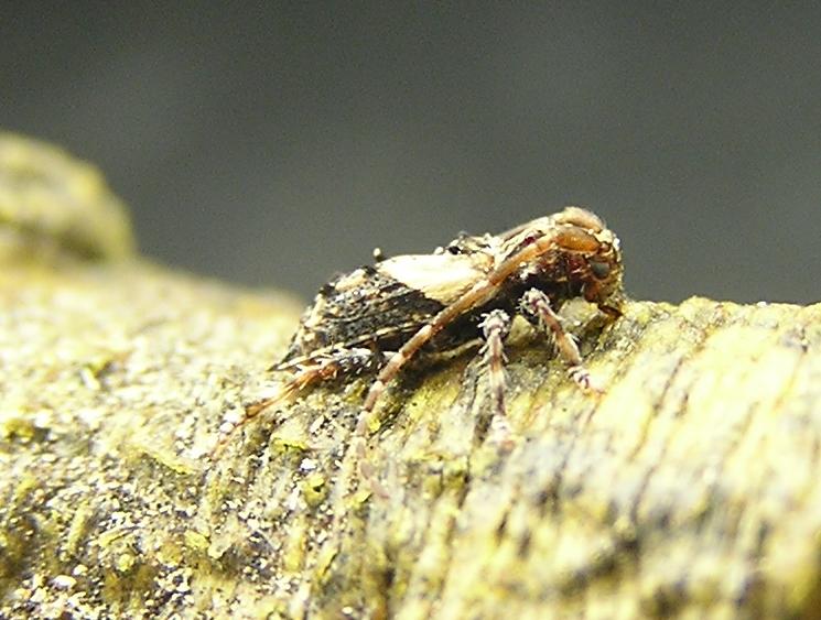 Pogonocherus hispidus (Linnaeus, 1758)