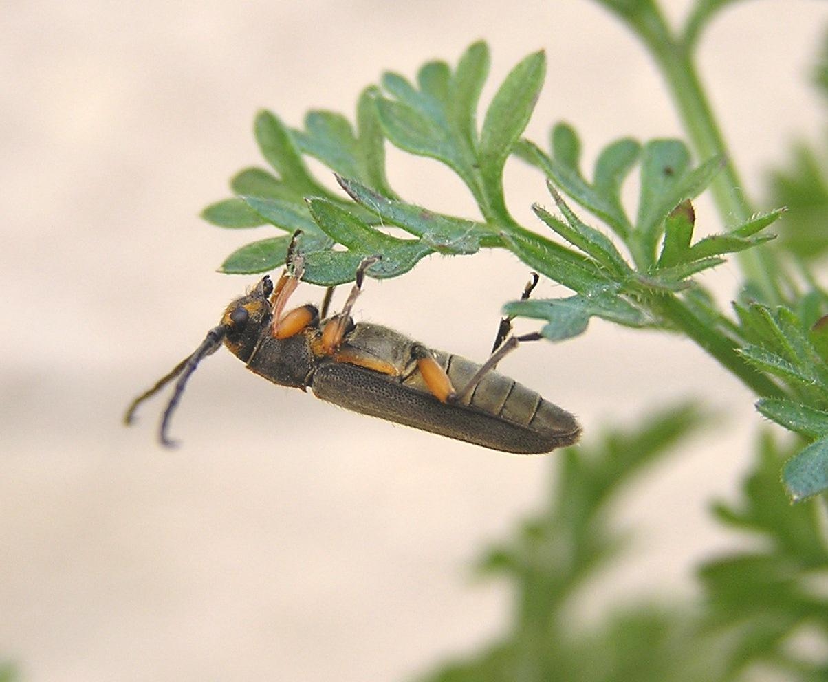 Phytoecia icterica (Schaller, 1783)