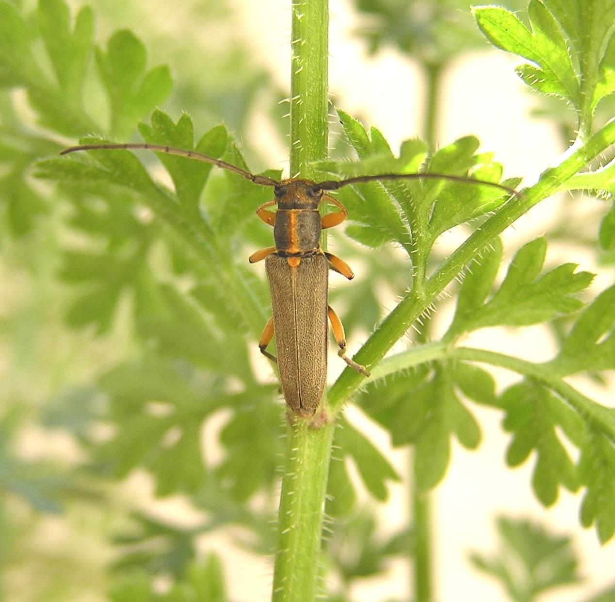 Phytoecia icterica (Schaller, 1783)