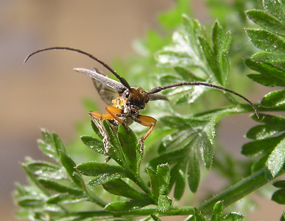 Phytoecia icterica (Schaller, 1783)