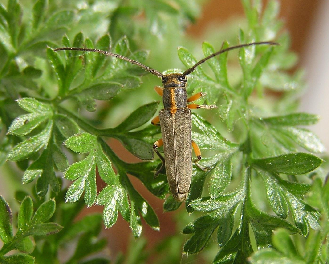 Phytoecia icterica (Schaller, 1783)