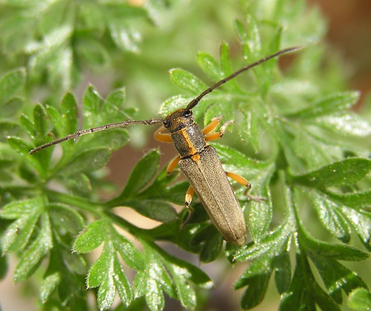 Phytoecia icterica (Schaller, 1783)