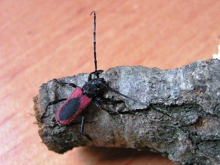 Purpuricenus kaehleri (Linnaeus, 1758)