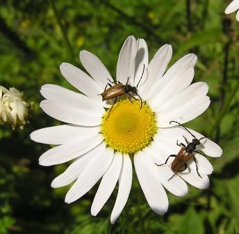 Pseudovadonia livida (Fabricius, 1776)