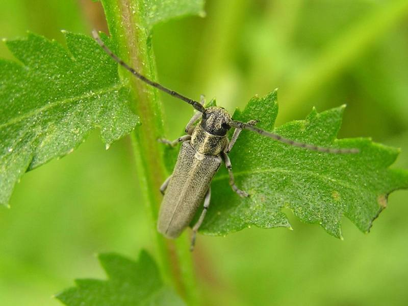 Phytoecia nigricornis (Fabricius, 1781)