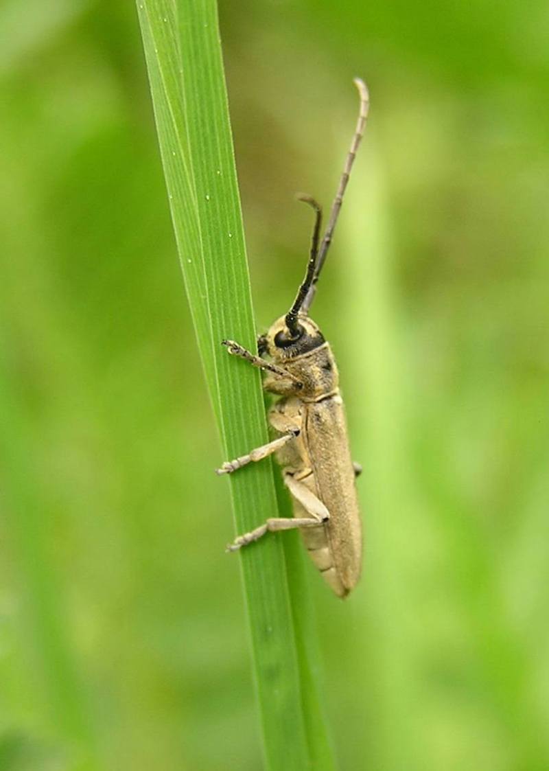 Phytoecia nigricornis (Fabricius, 1781)