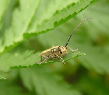 Phytoecia nigricornis (Fabricius, 1781)