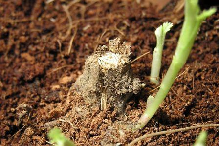 Phytoecia nigricornis (Fabricius, 1781)