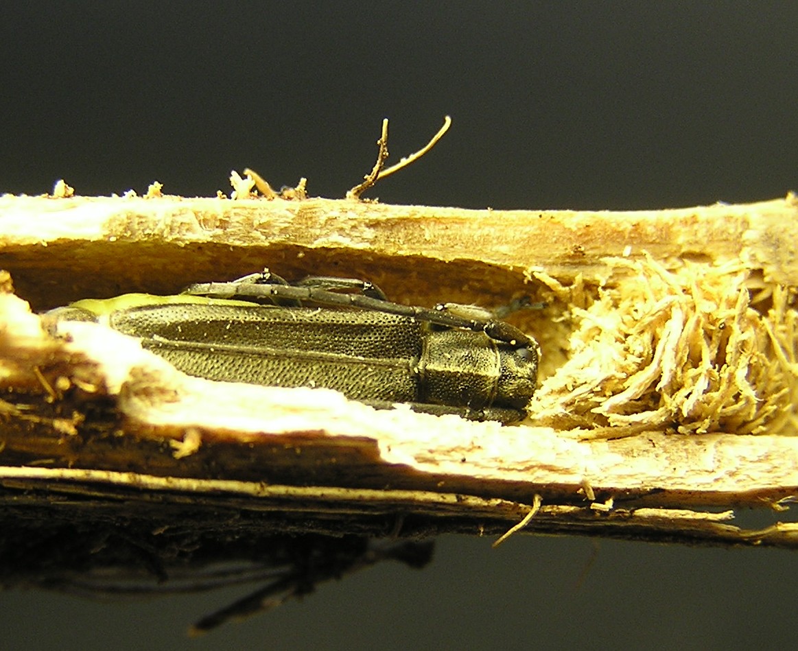 Phytoecia nigricornis (Fabricius, 1781)