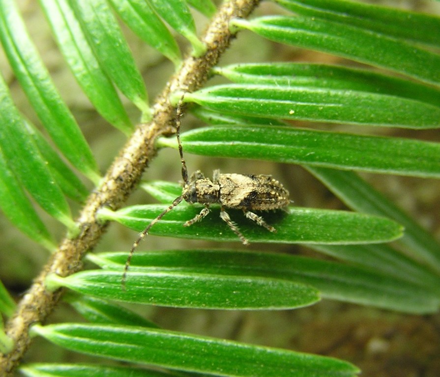 Pogonocherus ovatus (Goeze, 1777)