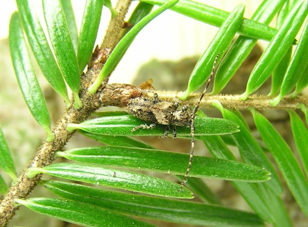 Pogonocherus ovatus (Goeze, 1777)