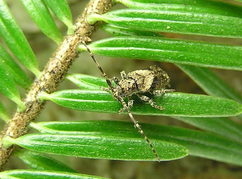 Pogonocherus ovatus (Goeze, 1777)