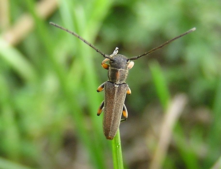 Phytoecia pustulata (Schrank, 1776)